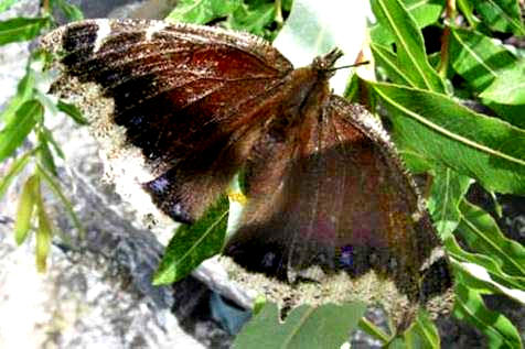 Mourning Cloak laying eggs