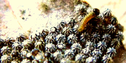 Oruga de mariposa saliendo de su huevo