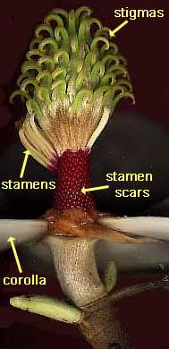 cross section of magnolia flower showing stigmas and stamens