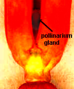 Milkweed flower showing pollinarium gland between corona limbs