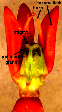 milkweed flower structure showing crown, hood and pollinarium gland