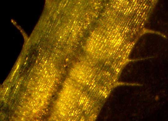 close-up of leaf of Ptychomitrium serratum moss