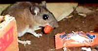 White-footed Mouse caught in the act! Photo by Karen Wise of Kingston, Mississippi