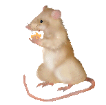 snacking mouse