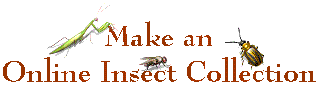 Online Insect Collection