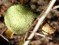 Osage orange fruit, or hedgeball, hedge apple, or horse apple