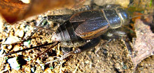 Black Field Cricket (Teleogryllus commodus), photo by Bea Laporte
