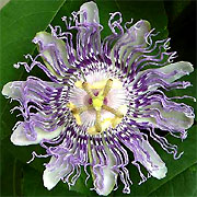 Passion-flower, Passiflora incarnata