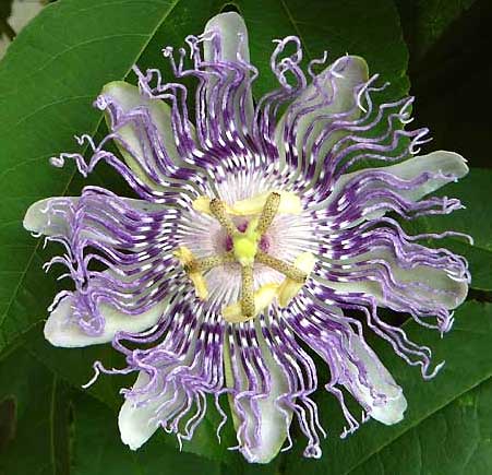 Passionflower or Maypop, Passiflora incarnata