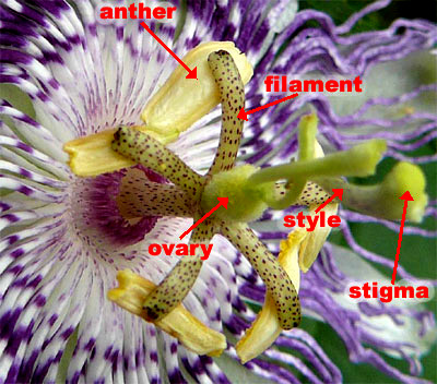 Passionflower or Maypop, Passiflora incarnata, flower with parts labeled; image by Ruth McMurtry