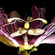 cut-across section of a passionflower blossom