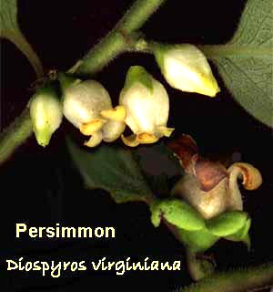 Male & female persimmon flowers, Diospyros virginiana