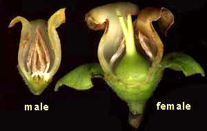 male and female persimmon flowers, longitudinal sections