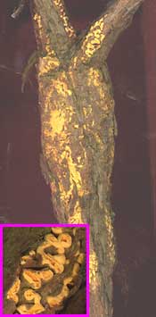 Fusiform Rust on Loblolly Pine, PINUS TAEDA