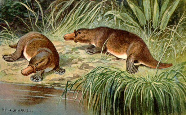painting of Duck-billed Platypus, Ornithorhynchus anatinus, from 'The Wonderful Paleo Art of Heinrich Harder,' probably 1916