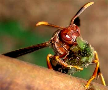 Polistes wasp carrying stung caterpillar