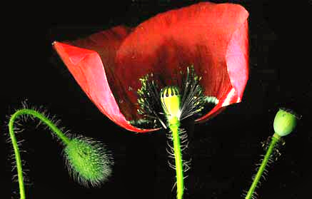 Poppy flower anatomy
