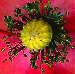 poppy flower anatomy