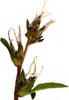 female flowers of the Common Ragweed, Ambrosia artemisiifolia