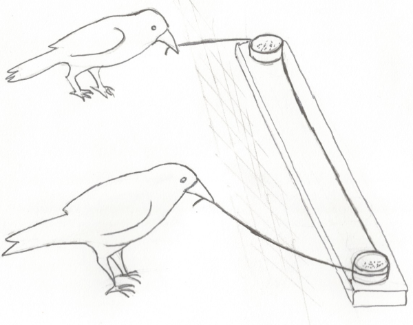 cooperative problem-solving in Rooks, Corvus frugilegus; drawing courtesy of 'Edwininlondon' via Wikimedia Commons