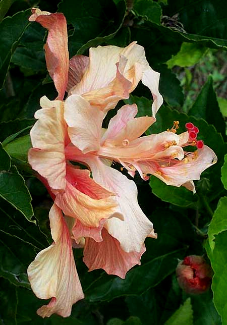 Rose-of-China, Hibiscus rosa-sinensis