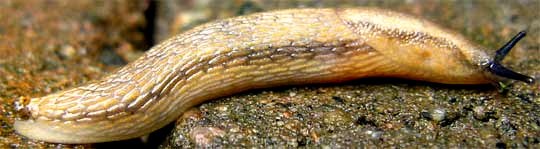 slug, image by Bea Laporte