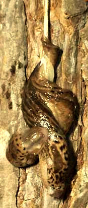 slug sex #1