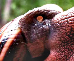 Breathing hole of Banded Forest Snail, MONADENIA FIDELIS