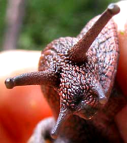 Head of Banded Forest Snail, MONADENIA FIDELIS, showing four tentacles