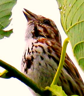 Song Sparrow, image by Bea Laporte
