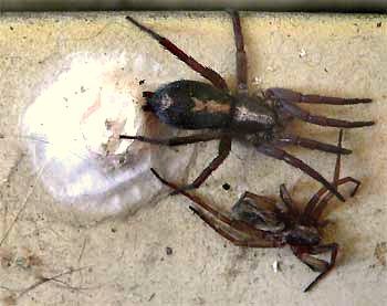 Gnaphosid spider guarding her egg sac, with discarded exoskeleton nearby