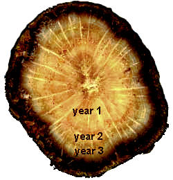 cross section of 3-year-old Black Oak branch