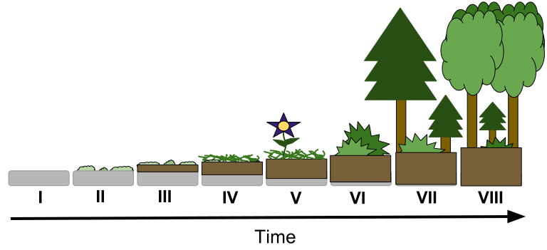 diagram of ecological succession; image courtesy of 'Joshfn' & Wikimedia Commons