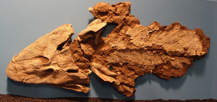 Tiktaalik fossil, technically a fish, but showing features of an evolutionary transition from fish to amphibians; display in the Field Museum, Chicago; image courtesy of Eduard Solà
