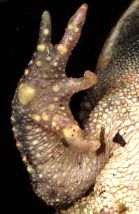 a toad's front feet showing no webbing