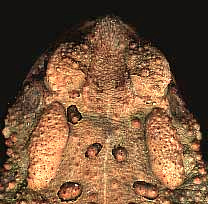 toad showing parotoid glands and warty skin