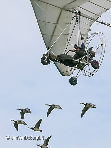 Christian Moullec flying with geese in Leeuwarden, the Netherlands, in 2008; image courtesy of Jim van de Burgt, the Netherlands, and Wikimedia Commons