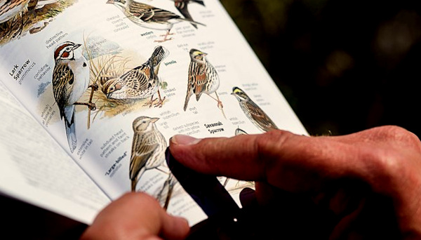 Using a Field Guide to Identify Birds; photo courtesy of Kurt Moses, US National Park Service, and Wikimedia Commons