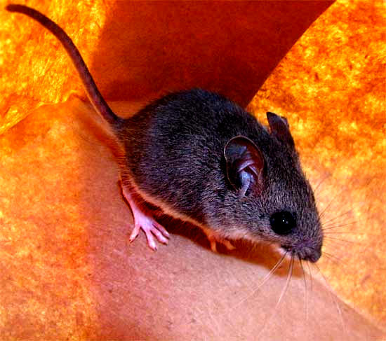 White-footed Mouse, Peromyscus leucopus