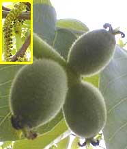 male & female English Walnut flowers, photos by Karen Wise of Kingston, Mississippi