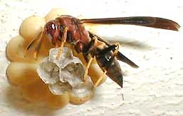 paper wasp, subfamily Polistinae, with nest