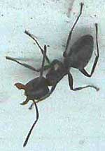 lightened ant