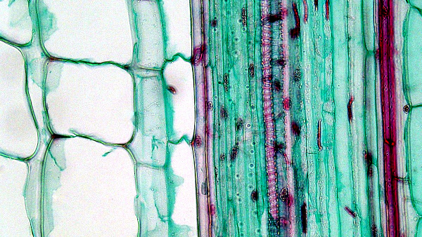 longitudinal section of stem of corn, Zea mays; image courtesy of Berkshire Community College Bioscience Image Library, Massachusetts, USA