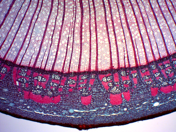 cross section of Liriodendron stem showing xylem; image courtesy of Plant Image Library, Boston, Massachusetts