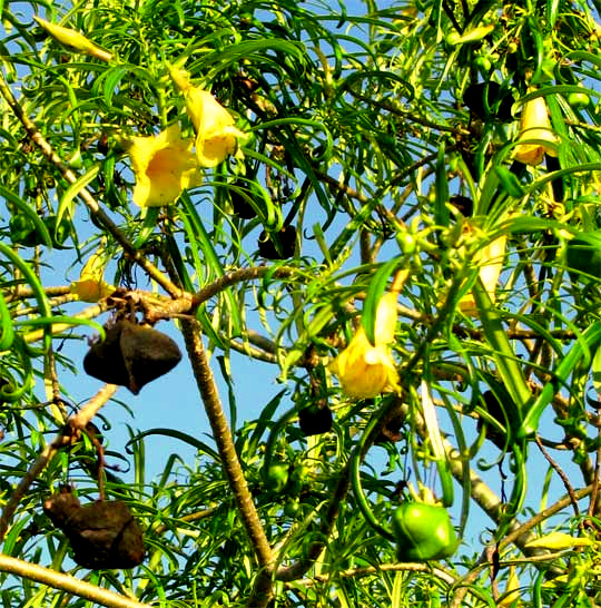 YELLOW OLEANDER (Thevetia peruviana)