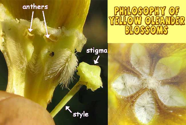 Pollination features of YELLOW OLEANDER (Thevetia peruviana) flowers