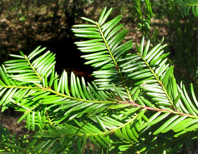 Branch of the Pacific Yew, Taxus brevifolia