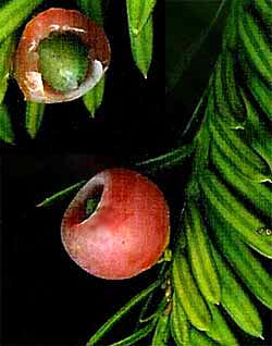 mature yew seed cones, genus Taxus