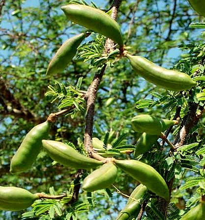 fruits of Huisache or Sweet Acacia, VACHELLIA [ACACIA] FARNESIANA