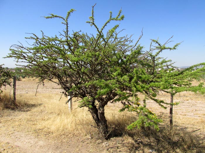 Twisted Acacia, VACHELLIA (ACACIA) SCHAFFNERI, tree